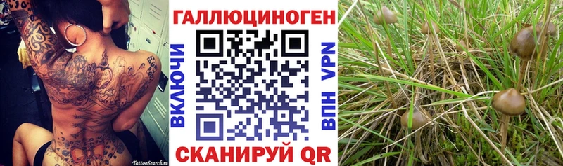 MEGA tor Апрелевка Псилоцибиновые грибы ЛСД